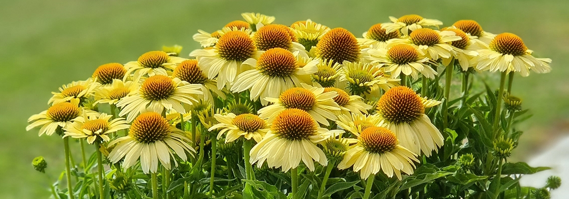 Echinacea banner.jpg